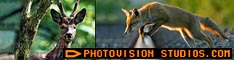 Photography website including inspiring Wildlife Photography and Digital Photography