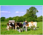 Melkende boer in Haarlo - �Hans Hendriksen
