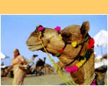 Pushkar Fair - �Hans Hendriksen