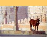 Junagarh Palace Bikaner - �Hans Hendriksen
