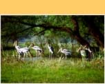 Keoladeo National Park in Bharatpur - �Hans Hendriksen